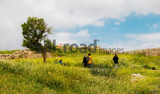 Amman-citadel-tree-and-people-crousing