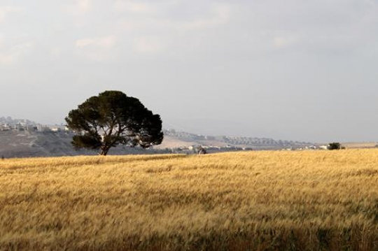 Landscape
