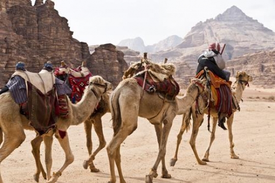 Bedouin and three camels in Wadi Rum