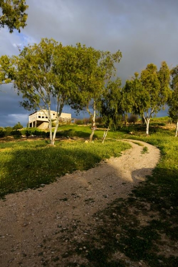 Trees way and house