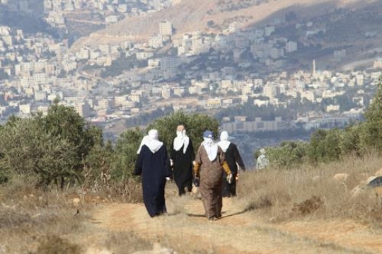Olive Harvest Season in Palestine