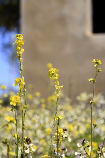 Abstract yellow flowers blurred in outdoors, Jordan flowers