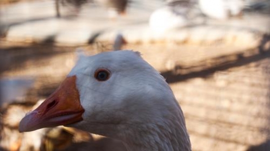 close-up image for white duck