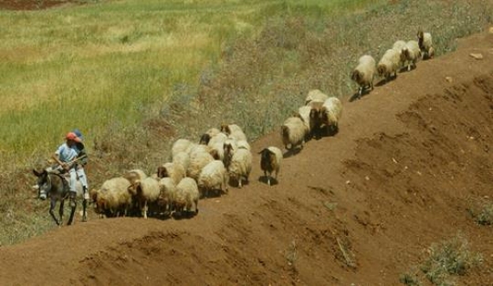 shepherd