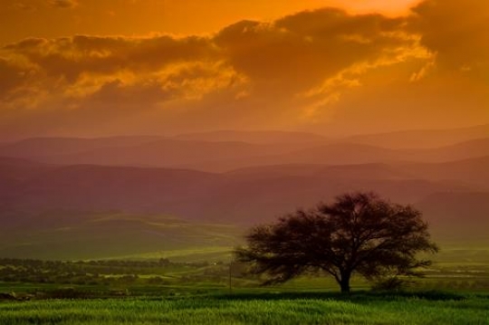 field landscape with trees at sunset