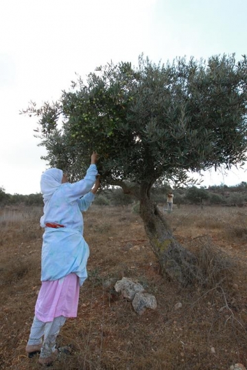 Olive harvest