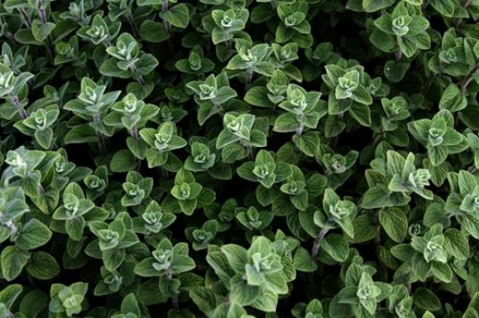 fresh mint