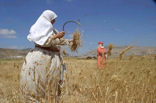 harvest season