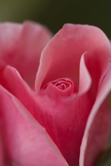 closeup of a flower petal