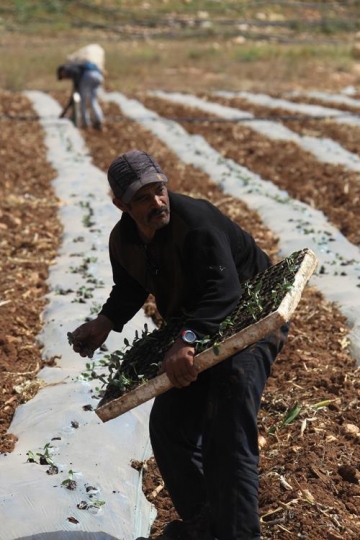 farmer