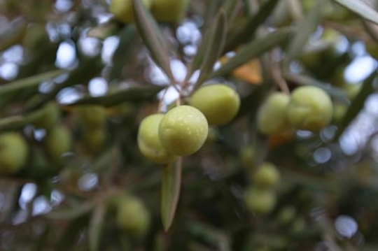 Olive