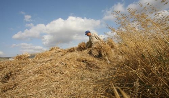 harvest season