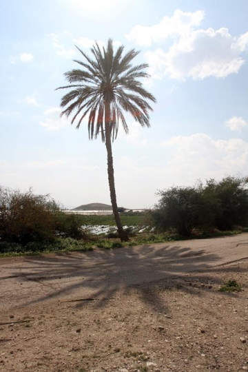 Palm tree