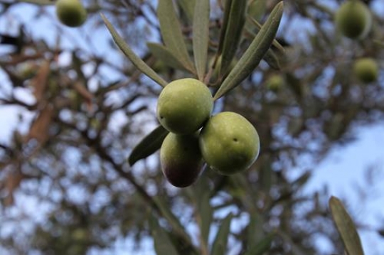olive treey