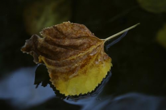 Leaf on a Pond