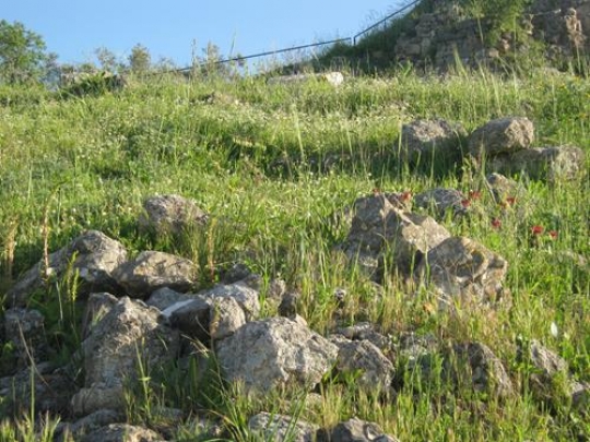 Spring and Rocks