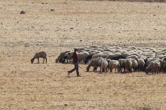 shepherd