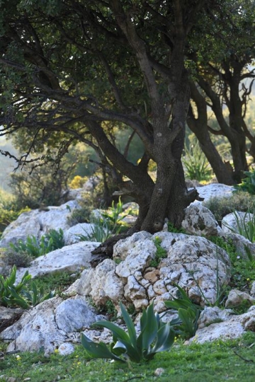 rocks around a tree