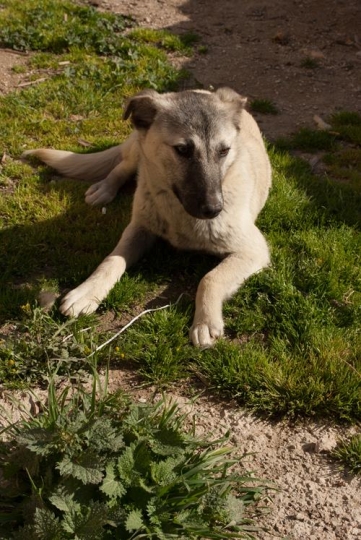 dog in the meadow