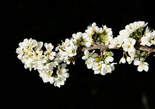 Spring Blooms