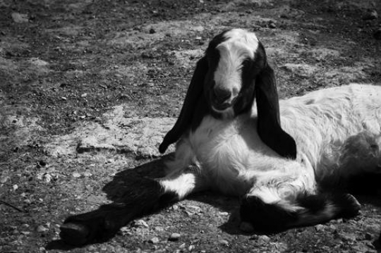 Portrait of a goat 