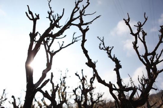 Trees Silhouette 