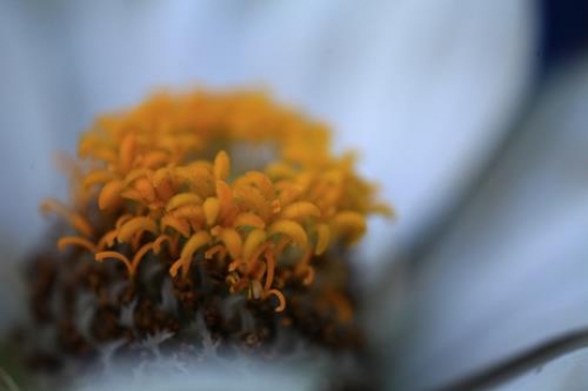flower close up
