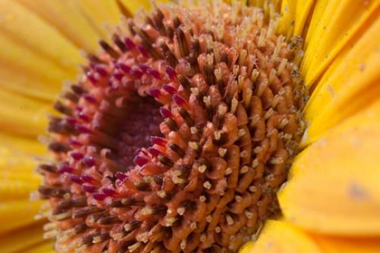 daisy close up shot