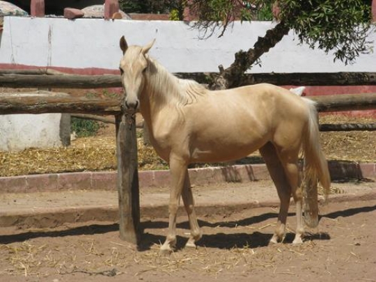 female horse