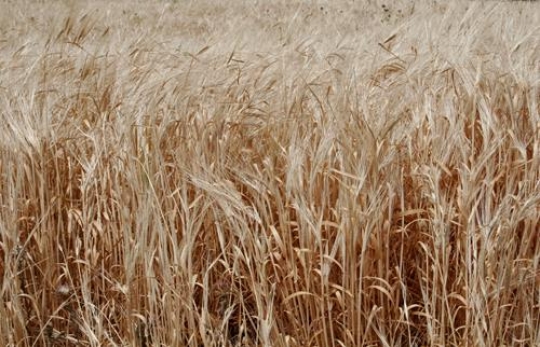 Wheat