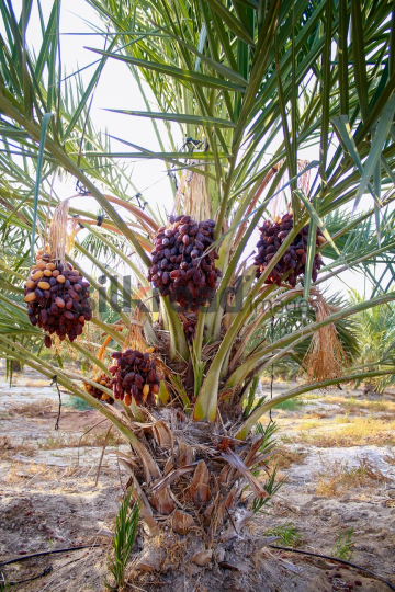 Date Harvest (8)