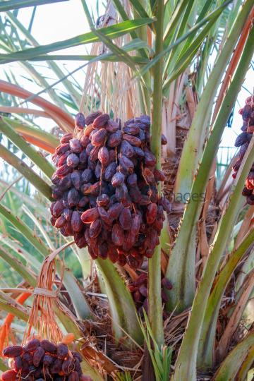 Date Harvest (9)