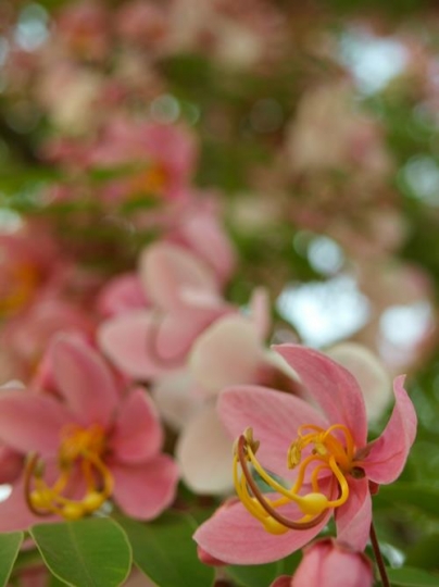 Pink blossom