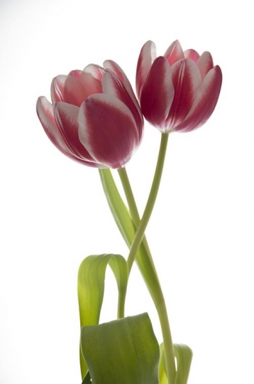 Tulipsy
