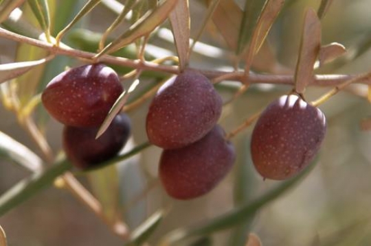 olive tree