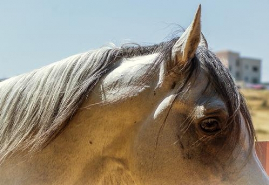 white horse head