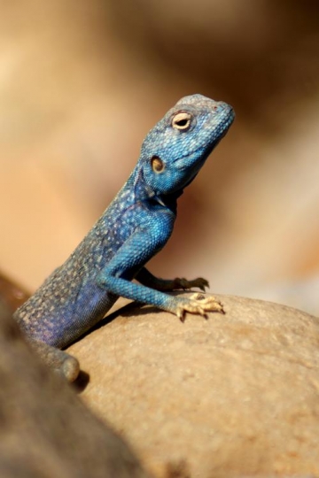 blue agama lizard in wadi rum desert