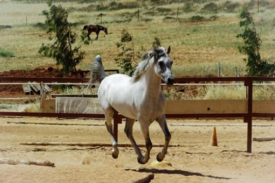horse running wildly