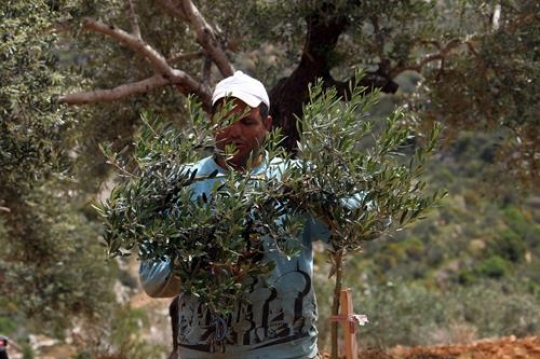 olive harvest
