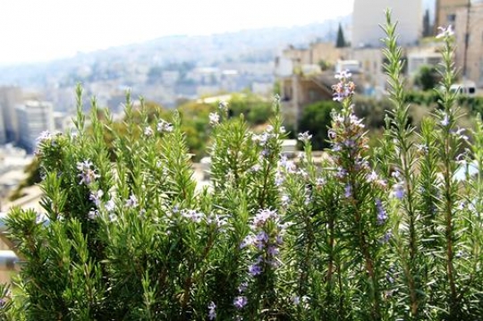 Purple Flowers