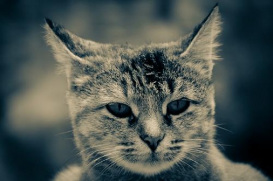 cats face
