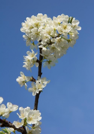 Spring Blooms