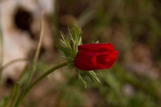 Red Poppyy