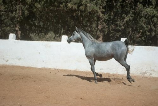 -Gray Horse