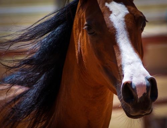 horse closeup