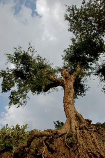Human-like Tree
